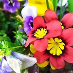 Διαμέρισμα Bhh Private Garden Reserved Parking -wwwbolognaholidayhomecom- House Garden Parking