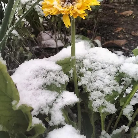 Bhh Appartamento Signorini - Www Bologna Holiday Home - Giardino Privato Parcheggio Riservato -Holiday House Bologna Garden Free Parking Bologna