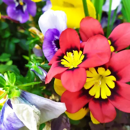 Διαμέρισμα Bhh Appartamento Signorini - Www Bologna Holiday Home - Giardino Privato Parcheggio Riservato -Holiday House Bologna Garden Free Parking